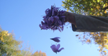 Karabük'te Mucize Bitki Safranın Hasadı Devam Ediyor
