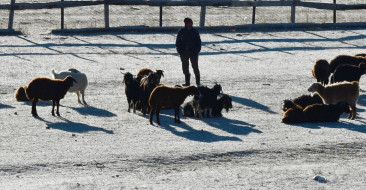 Kars'ta Soğuk Hava Etkisiyle Buzlanma ve Kırağı Oluştu