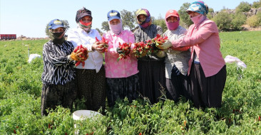 Kilis'te Kırmızı Biber Hasadı Başladı