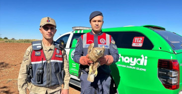 Kilis'te Yaralı Kızıl Şahin Koruma Altına Alındı