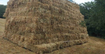Kocaeli'de yüzde 75 hibeyle dağıtılan süt otu tohumları verimi artırdı