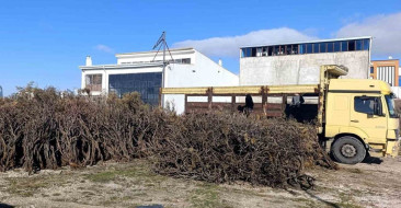 Kuru Geven: Marmaris'in Yeni Gelir Kaynağı