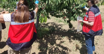 Kütahya'da kiraz hasadı öncesi pestisit denetimleri başladı