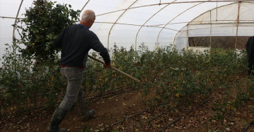 Yalova'nın Laledere köyü, 1500'lü yıllardan beri çiçek üretiminde önemli bir yer tutuyor. Çiçekçilik geleneği nesilden nesile aktarılıyor.
