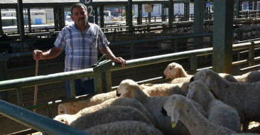 Malatya'da Canlı Hayvan Pazarı Yeniden Hizmete Girdi