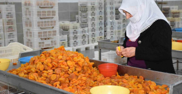 Malatya’un kayısı ihracatı, Mart ayında 20 milyon doları aşarak önemli bir başarıya imza attı.