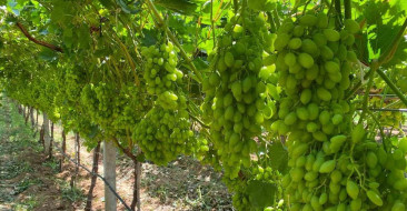 Manisa'da bağ üreticilerine sıcaklık stresi uyarısı