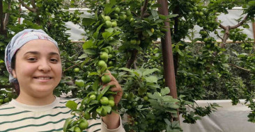 Mersin'de erik hasadı başladı. Fiyatlar, açık alanda 200 TL'ye kadar geriledi.