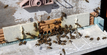 Muğla'da Çam Balı Rekoltesi Yükseliyor