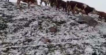 Posof’un Yaylalarında Haziran Karı Şaşkınlık Yarattı