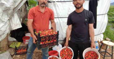 Sasonlu Organik Çilek Üreticileri Destek Talep Ediyor