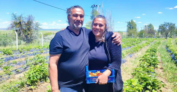 Yozgat'ta köyde organik çilek üreterek huzuru ve kazancı bulan çiftin ilham verici hikayesi.