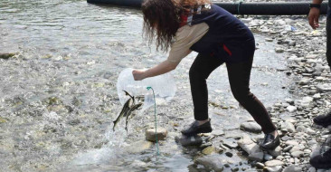 Sinop’ta 2.500 Mersin Balığı Doğal Yaşam Alanına Bırakıldı