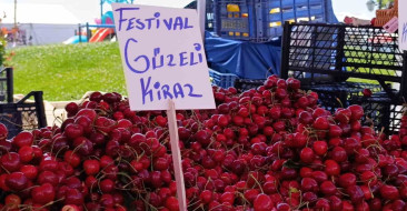 Tekirdağ'da kiraz fiyatları arz artışıyla 250 TL'den 100-150 TL bandına geriledi.