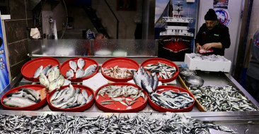 Trabzon'da Hamsi Bolluğu Devam Ediyor