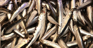 Trabzon'daki hamsi bolluğu, balık tezgahlarına yansıdı; kilogramı 50 liradan satılıyor.