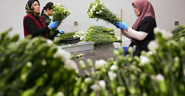 Türkiye Yılbaşı İçin 12 Milyon Dolarlık Çiçek İhracatı Gerçekleştirdi