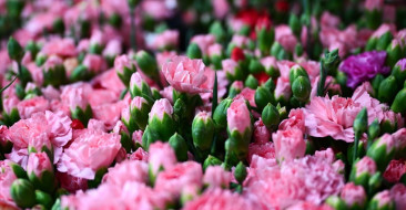 Türkiye'nin Çiçek İhracatında Hedef 180 Milyon Dolar