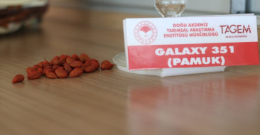 Adana'da geliştirilen 'Galaxy 351', erken hasat ve yüksek kalite özellikleriyle çiftçilerin yüzünü güldürecek.