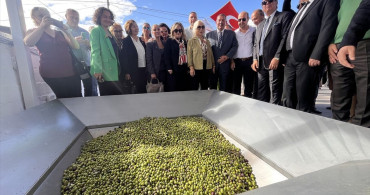 11. Uluslararası Milas Zeytin Hasat Şenliği'nde Zeytin Hasadı