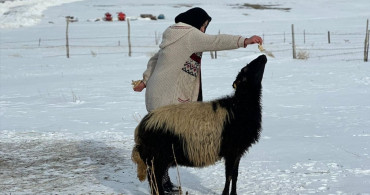 17 Yaşındaki Nimet Eşref ve Koyununun Hikayesi