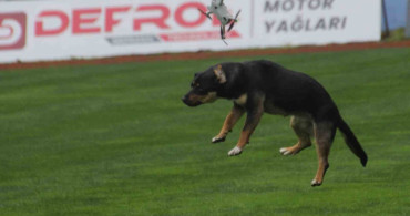 19 Mayıs Kutlamalarında Başlayan Köpek Krizi