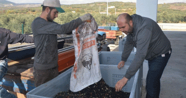 2 Bin 400 Çiftçi Zeytinyağı Fabrikası Kurdu