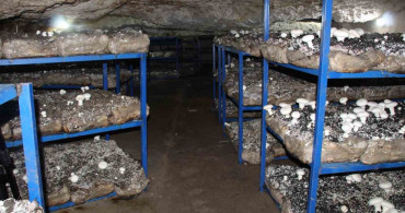 2 Bin Yıllık Mağarada Mantar Üretimi Başladı