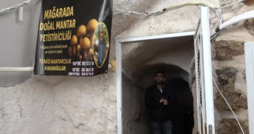2 Bin Yıllık Tarihi Mağarada Mantar Üretimi