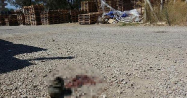 2 Yaşındaki Bebek, Babasının Kullandığı Kamyonun Altında Ezildi!