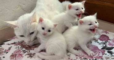 2026'nın İlk Van Kedisi Yavruları Doğdu