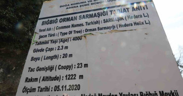 4 Bin Yıllık Sarmaşığın Gölgesinde Bahar Coşkusu