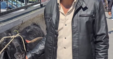 70 Kiloluk Dev Keçi 36 Bin Liraya Satıldı