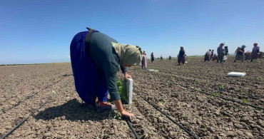 70 Yaşında Tarım İşçisi: Belindeki Platinlerle Ekmek Mücadelesi