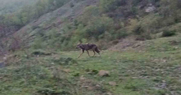 Aç Kalan Çakal Yiyecek Ararken Görüntülendi