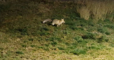 Aç Kalan Tilki Bitlis Kent Merkezinde Görüntülendi