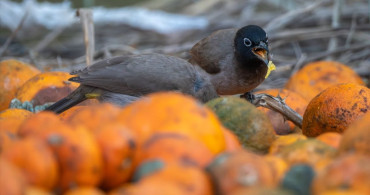 Adana'da Arap Bülbülleri Narenciye Bahçelerinde Görüntülendi