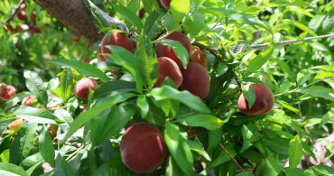 Adana'da Erkenci Şeftali Hasadı Başladı