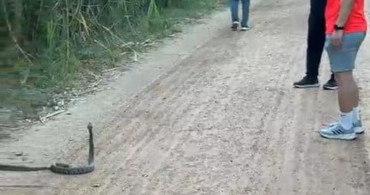 Adana'da hava sıcaklıkları artarken yılan ve kene görülme sıklığı arttı