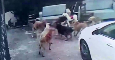 Adana'da Köpek Saldırısı: Bir Ev Kedisi Hayatını Kaybetti