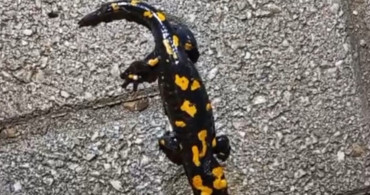 Adana'da Nesli Tehdit Altında Olan Semender Tespit Edildi