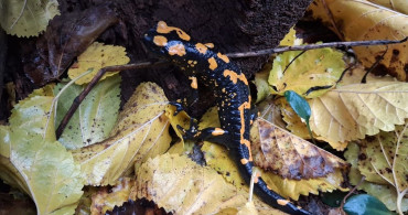 Adana'da Nesli Tehlike Altındaki Sarı Benekli Semender Tespit Edildi