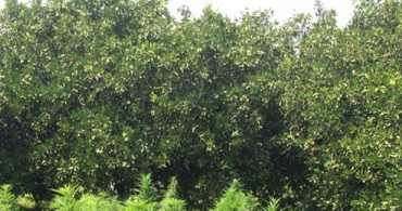 Adana'da Portakal Bahçesine Uyuşturucu Operasyonu Düzenlendi