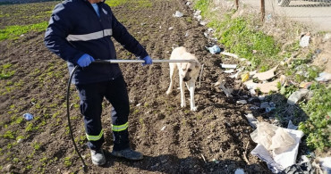 Adana'da Sahipsiz Köpekler Toplanıyor