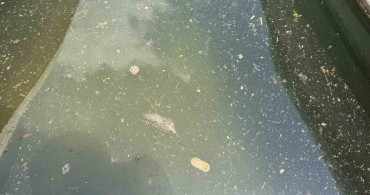 Adana'da Seyhan Nehri çevresindeki kirliliğe vatandaşlardan tepki