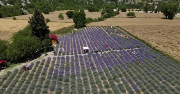 Adana’da sıcaktan kaçanlar lavanta bahçelerine akın etti