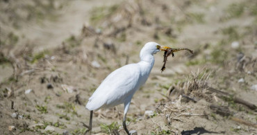 Adana'da Sığır Balıkçılı Görüntülendi