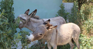 Adana'da sokaklarda kaybolan eşekler için vatandaşlar seferber oldu