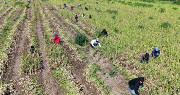 Adana'da Turfanda Soğan Hasadı Başladı