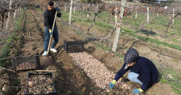 Adanalı Girişimci Ak Zambak Soğanı İle İhracata Hazırlanıyor